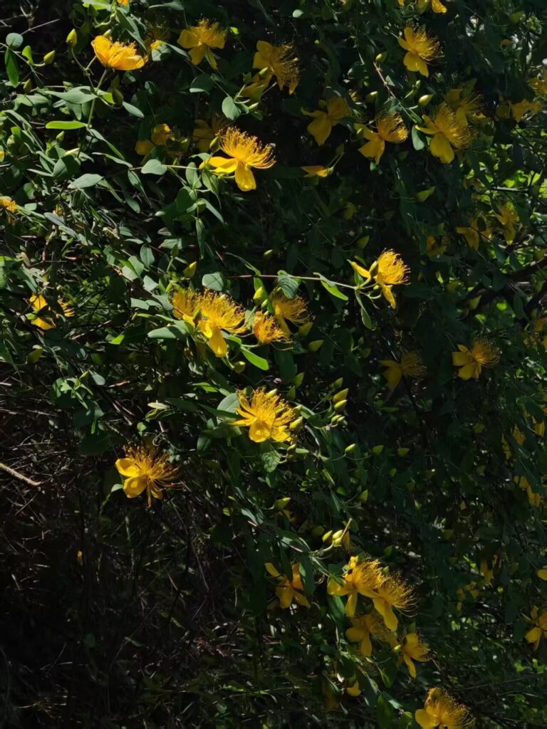 万物生